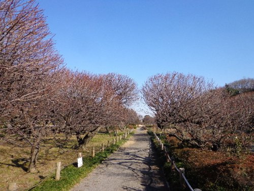 【公園】越谷梅林公園まで1100ｍ