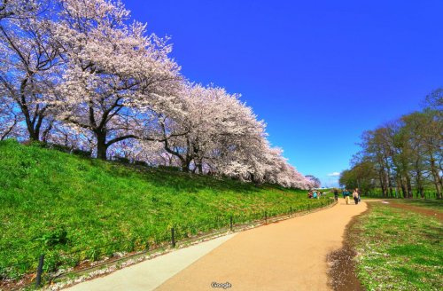 【公園】権現堂堤まで787ｍ