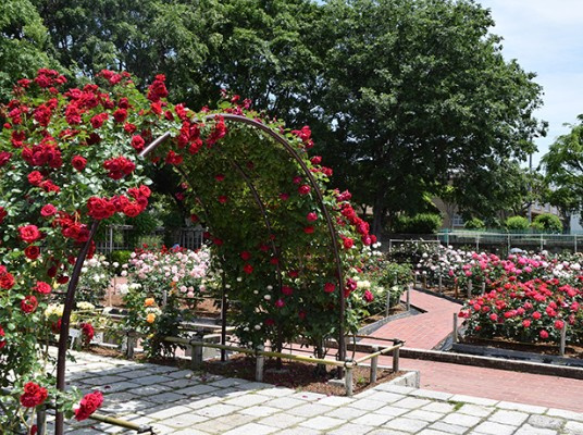 【公園】大井戸公園まで505ｍ