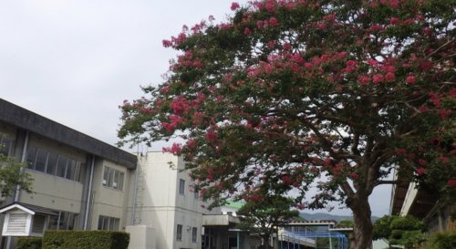 【小学校】寄居町立折原小学校まで1594ｍ