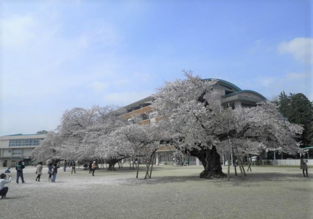 【小学校】土浦市立真鍋小学校まで1100ｍ