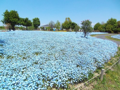 【公園】セラピーガーデン　ネモフィラ、ひまわり畑まで1440ｍ