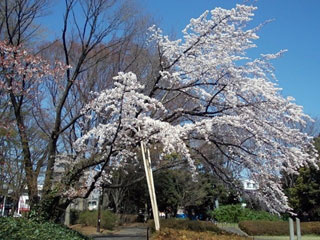 【公園】駒沢公園まで453ｍ