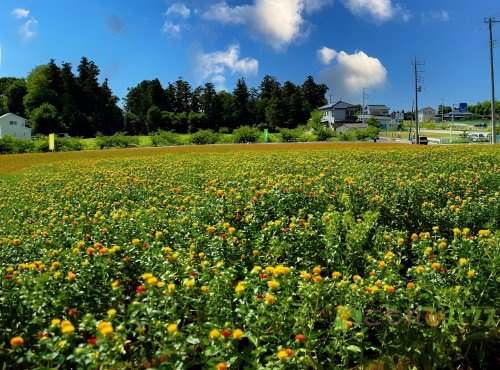 【公園】べに花摘み取り園まで3292ｍ