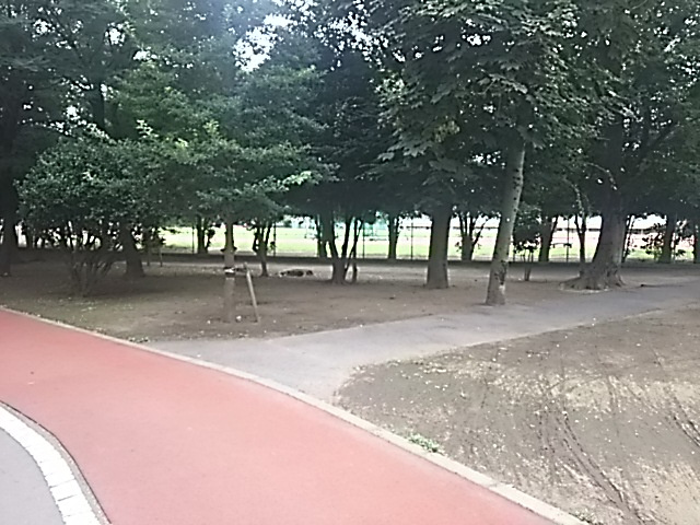 【公園】青木町公園総合運動場まで591ｍ