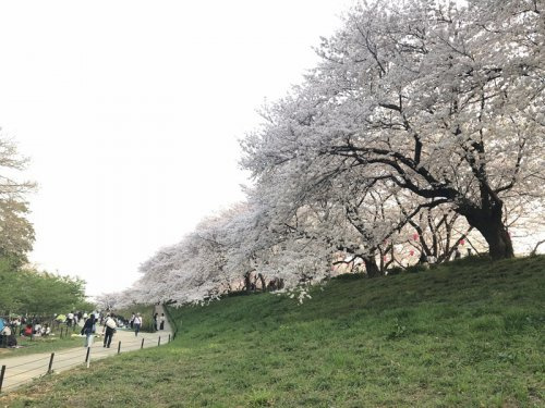 【公園】権現堂堤まで2020ｍ