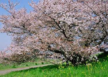 【公園】　　　多摩川台公園　まで184ｍ
