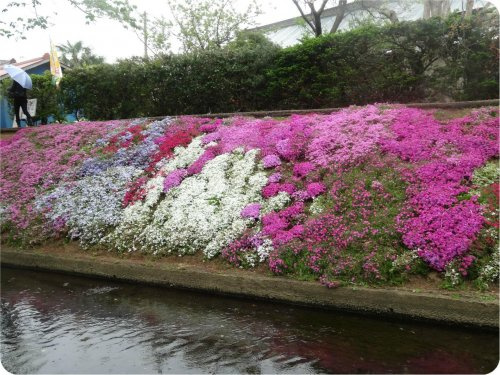 【その他】渋田川沿いの芝桜まで1840ｍ
