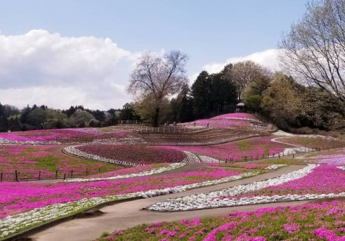 【公園】みさと芝桜公園まで1757ｍ