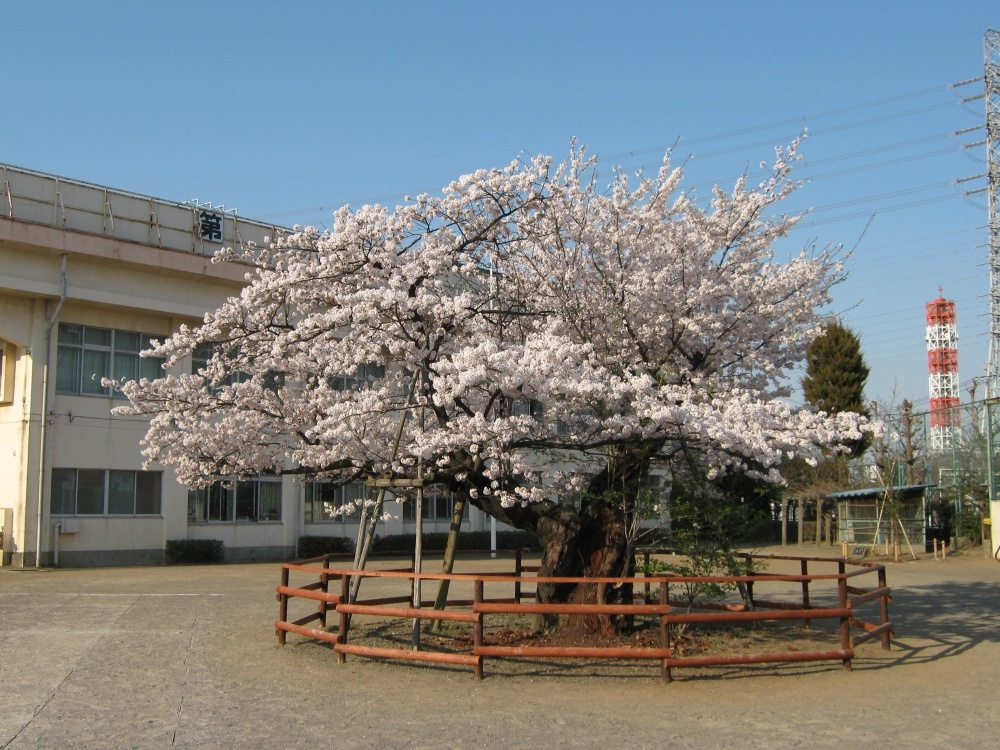 【小学校】第八小学校まで1549ｍ