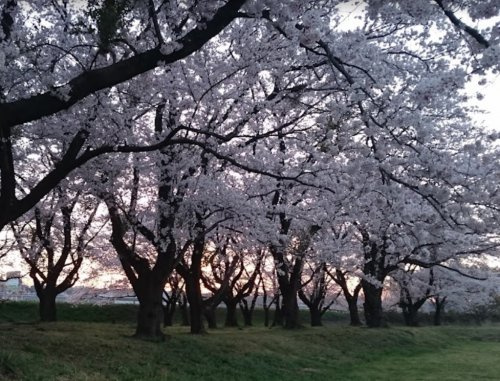 【公園】坂本運動場まで2884ｍ