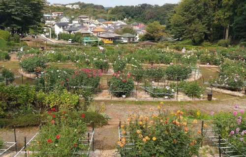 【その他】町田薬師池公園　四季彩の杜　ダリア園まで1073ｍ