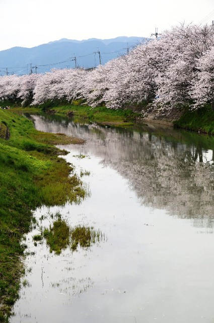【その他】真野川の桜まで1506ｍ
