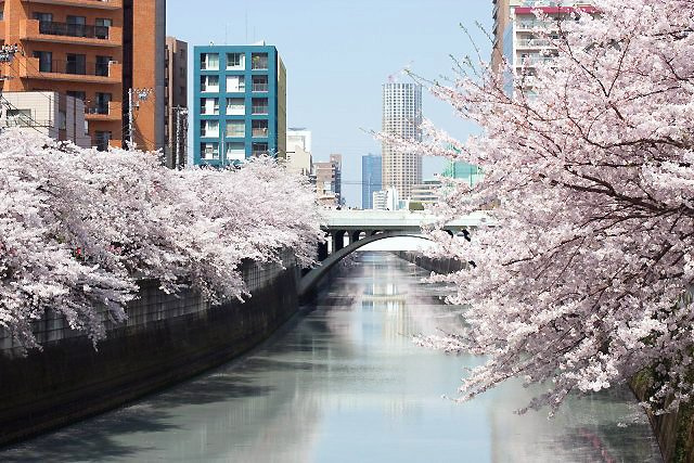【その他】目黒川沿いの桜並木まで332ｍ
