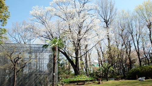 【幼稚園】所沢文化幼稚園　自然観察園まで694ｍ