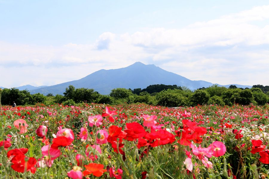 【公園】小貝川ふれあい公園フラワーゾーンまで4519ｍ