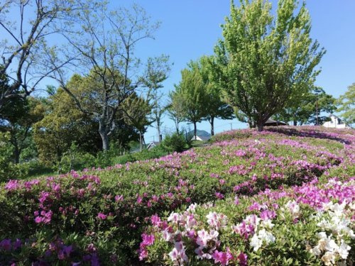 【公園】つつじが丘中央公園まで574ｍ