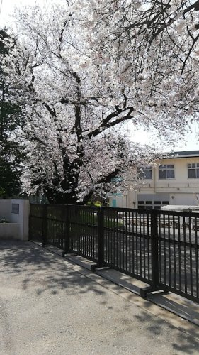 【中学校】船橋市立船橋中学校まで896ｍ