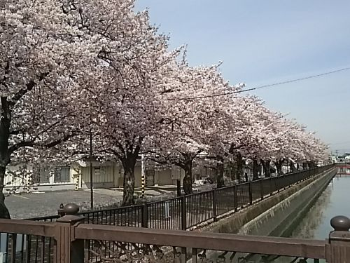 【公園】さくら並木　葛西用水まで508ｍ