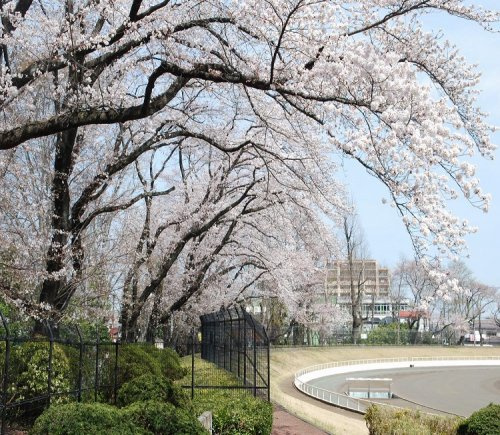 【公園】富士森公園まで617ｍ