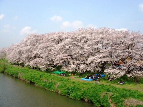 【公園】元荒川桜まで50ｍ