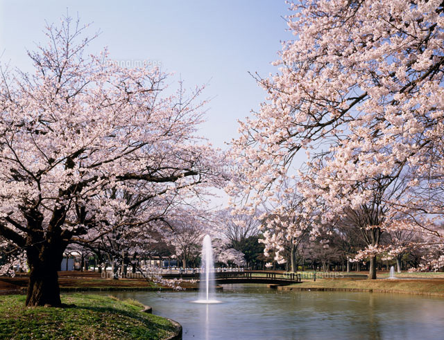 【公園】代々木公園まで534ｍ