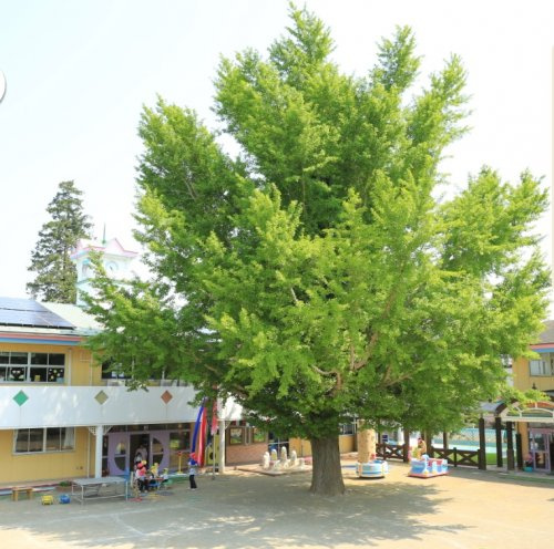 【幼稚園】慈光幼稚園まで1140ｍ