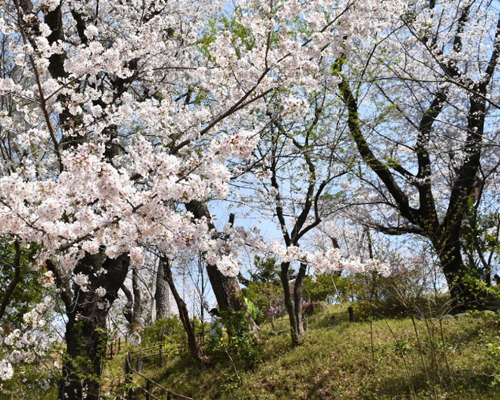 【公園】桜山まで279ｍ