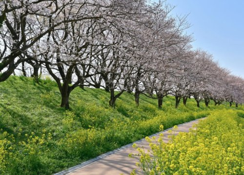 【公園】さくら堤公園まで1721ｍ