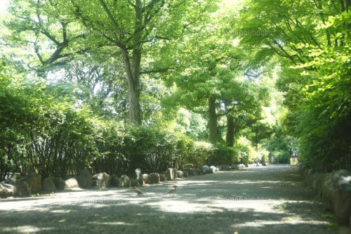 【公園】洲崎川緑道公園まで398ｍ