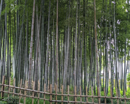 【寺院・神社】世田谷名木百選　モウソウチクまで526ｍ