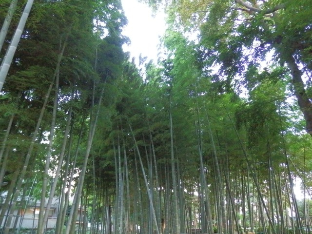 【公園】すずめのお宿緑地公園まで289ｍ