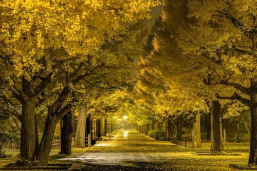 【公園】東京都立光が丘公園まで1773ｍ