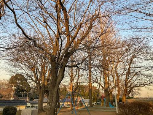 【公園】新取手ヒマラヤ杉公園まで150ｍ