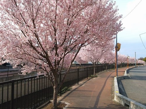 【その他】新忍川　酒巻用水　桜並木　小彼岸桜まで300ｍ