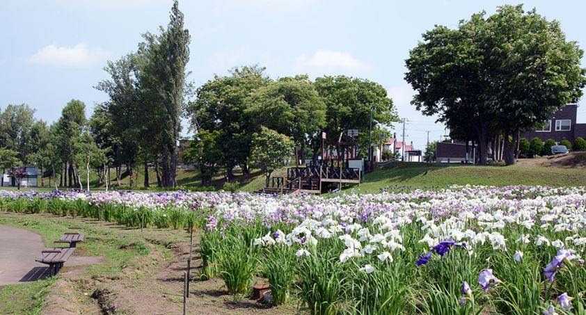 【公園】あやめ公園まで297ｍ