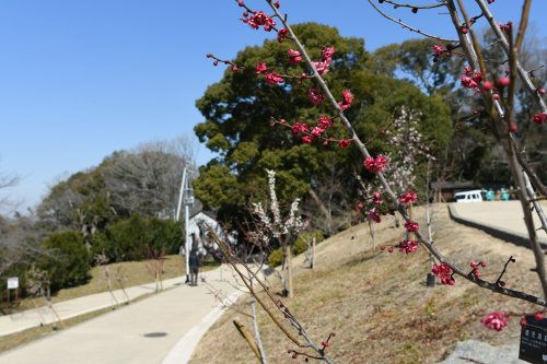 【公園】枚岡公園　枚岡梅林まで1698ｍ