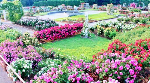 【公園】伊奈町町制施行記念公園　バラ園まで2082ｍ