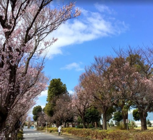 【公園】東原さくら公園まで116ｍ