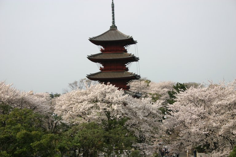 【その他】池上本門寺の桜まで539ｍ