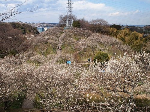 【その他】田浦梅の里まで580ｍ