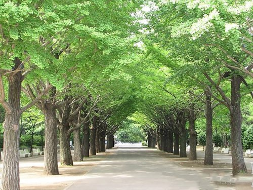 【公園】光が丘公園まで320ｍ