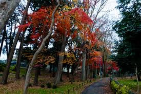 【公園】成田西いこい緑地まで246ｍ