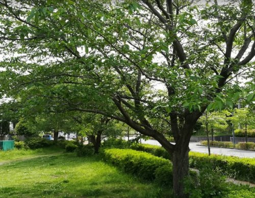 【公園】石川あさくらの公園まで593ｍ