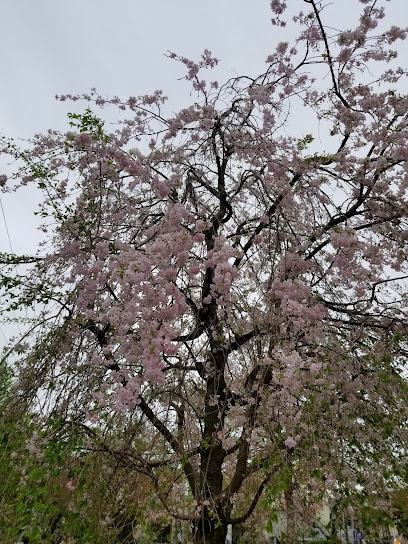 【公園】西一之江さくら公園まで786ｍ