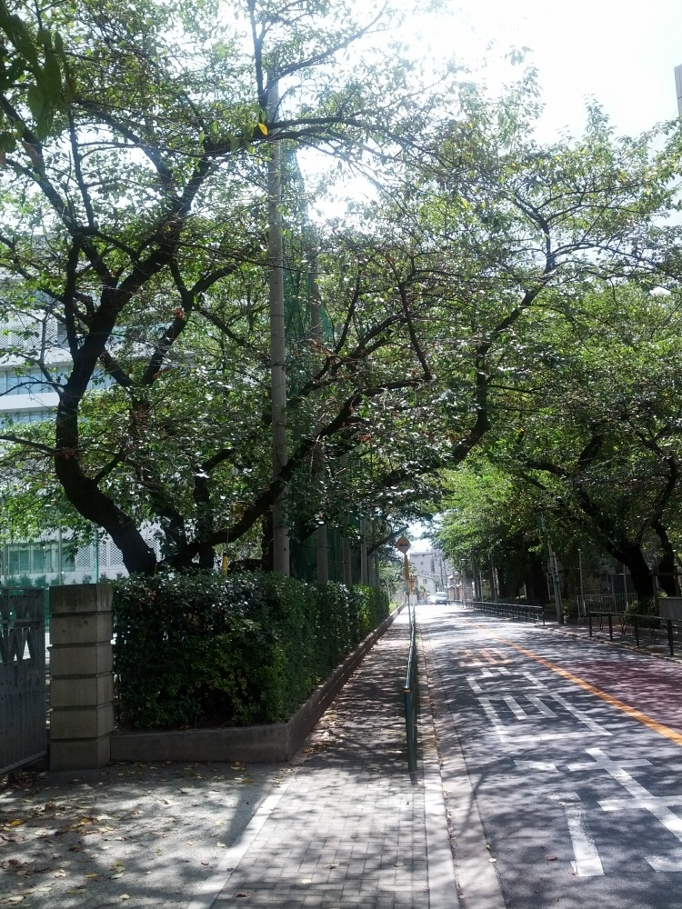 【中学校】私立跡見学園中学校まで211ｍ