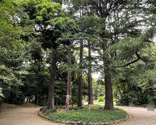 【公園】駒場公園のヒマラヤスギまで199ｍ