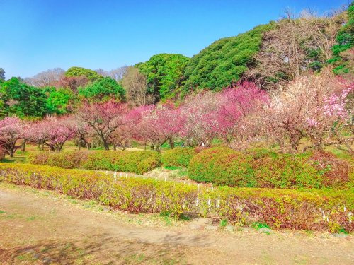 【その他】小石川植物園まで800ｍ