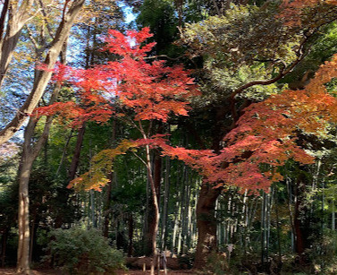 【公園】鎌ケ谷市市民の森まで2081ｍ