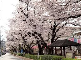 【公園】桜並木公園まで169ｍ